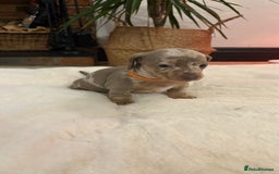 Miniature Dachshund dogs for sale: Beautiful miniature dachshund puppies  - Advert 6