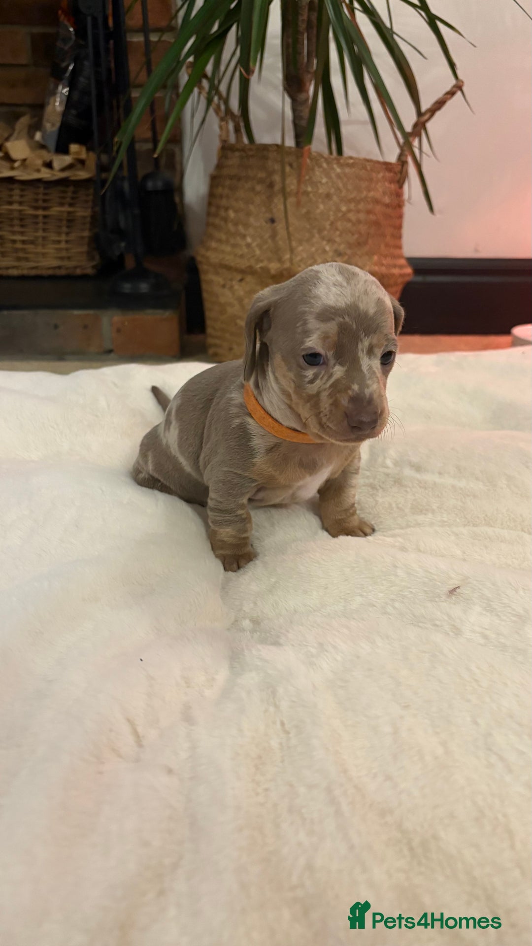 Miniature Dachshund dogs for sale: Beautiful miniature dachshund puppies  - Advert 6