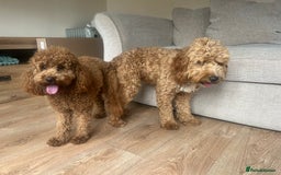 Poodle dogs for stud: Kc Fox red toy poodle for stud  - Image 24