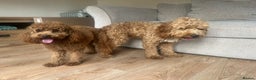 Poodle dogs for stud: Kc Fox red toy poodle for stud  - Advert 24