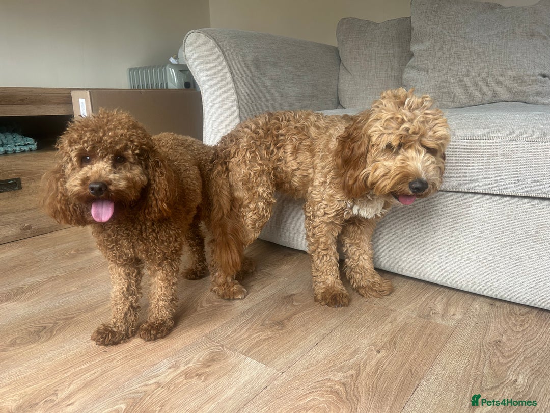 Poodle dogs for stud: Kc Fox red toy poodle for stud  - Image 24