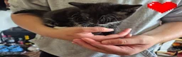 Mixed Breed cats for sale: 7 kittens looking for new loving homes - Advert 4