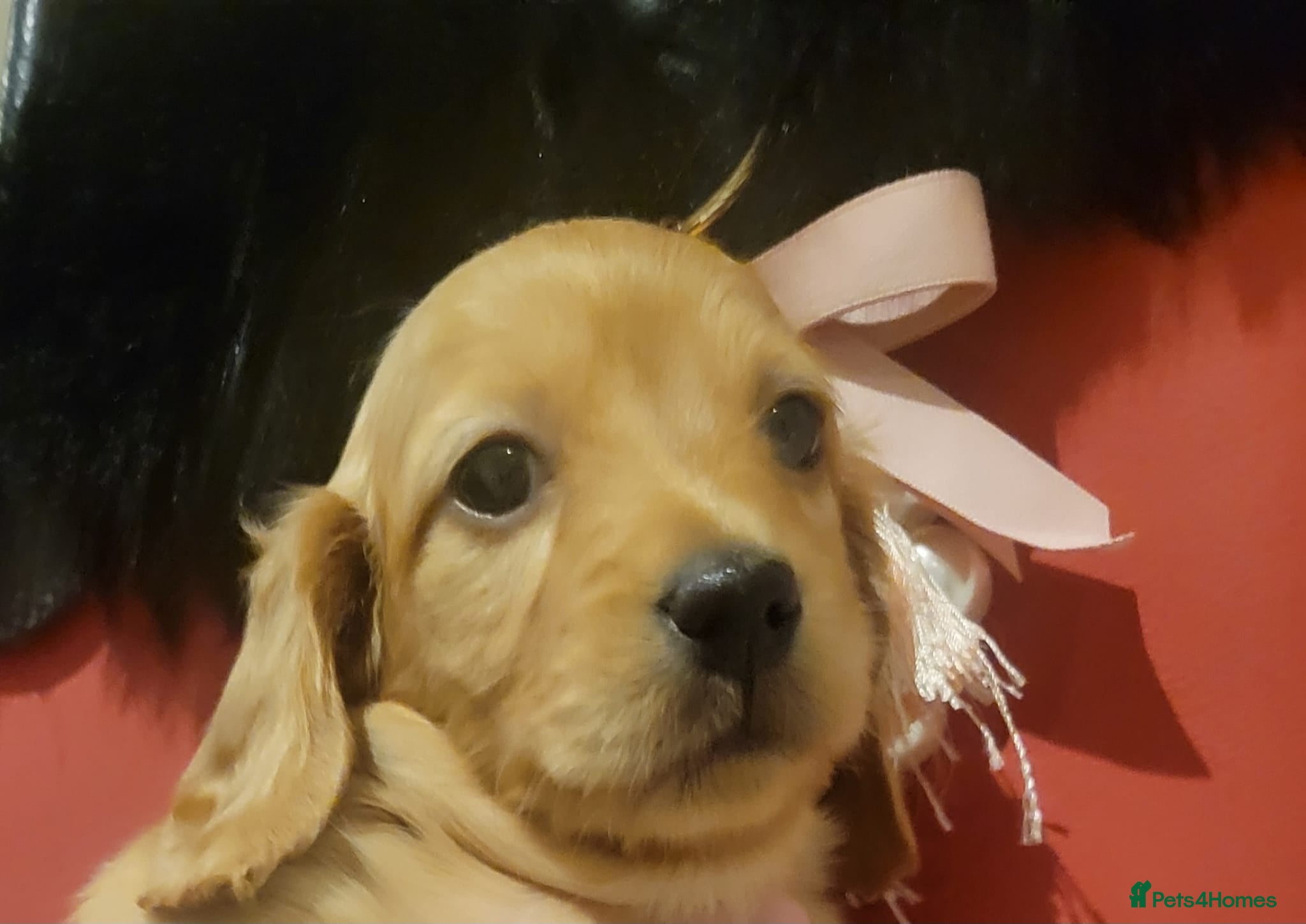 Dachshund dogs 🐾 3 Stunning Dachshund Puppies – Loving Homes ❤️ - Advert 2