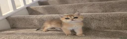 Scottish Fold cats for sale: Scottish fold in Nottingham - Advert 7