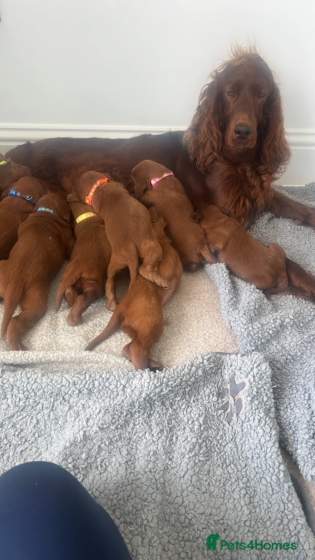 Irish Setter dogs for sale: Stunning little of Irish setters now available  - Advert 1
