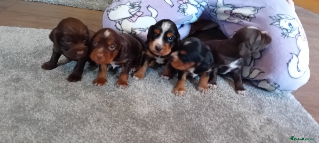 Cocker Spaniel dogs for sale: Working cocker wocker puppies - Image 5