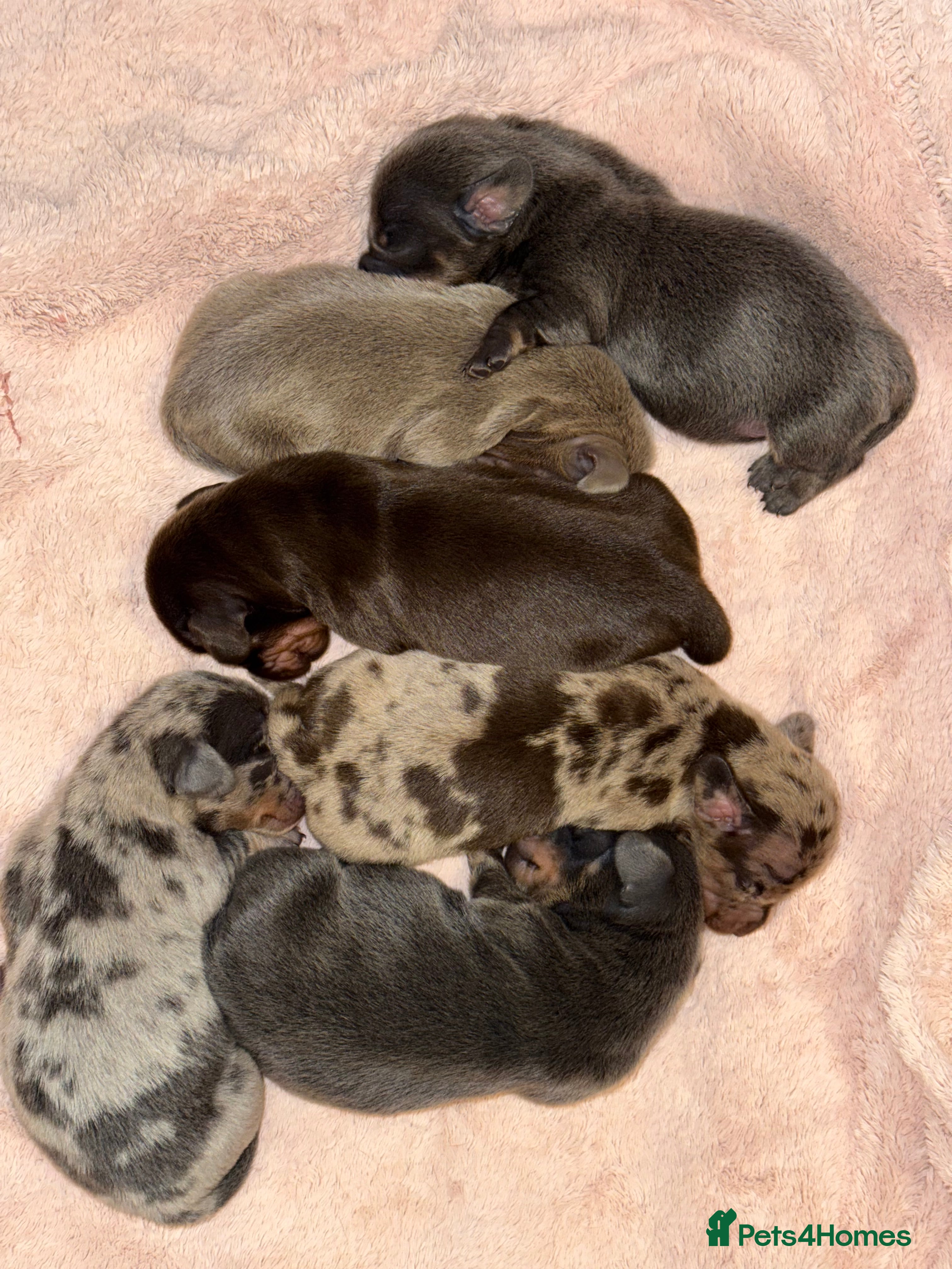 Miniature Dachshund dogs 6 Miniature Dachshund Puppies - Advert 3