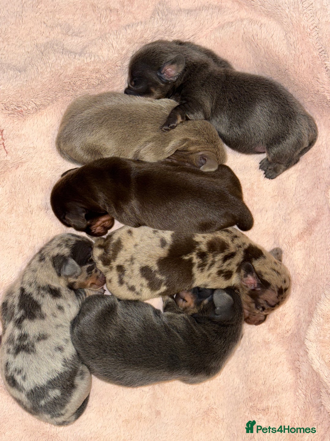 Miniature Dachshund dogs for sale: 6 Miniature Dachshund Puppies - Advert 2