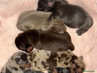 Miniature Dachshund dogs 6 Miniature Dachshund Puppies - Advert 12