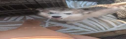 Alaskan Malamute dogs for sale: KC Reg Alaskan Malamute Puppies - Advert 9