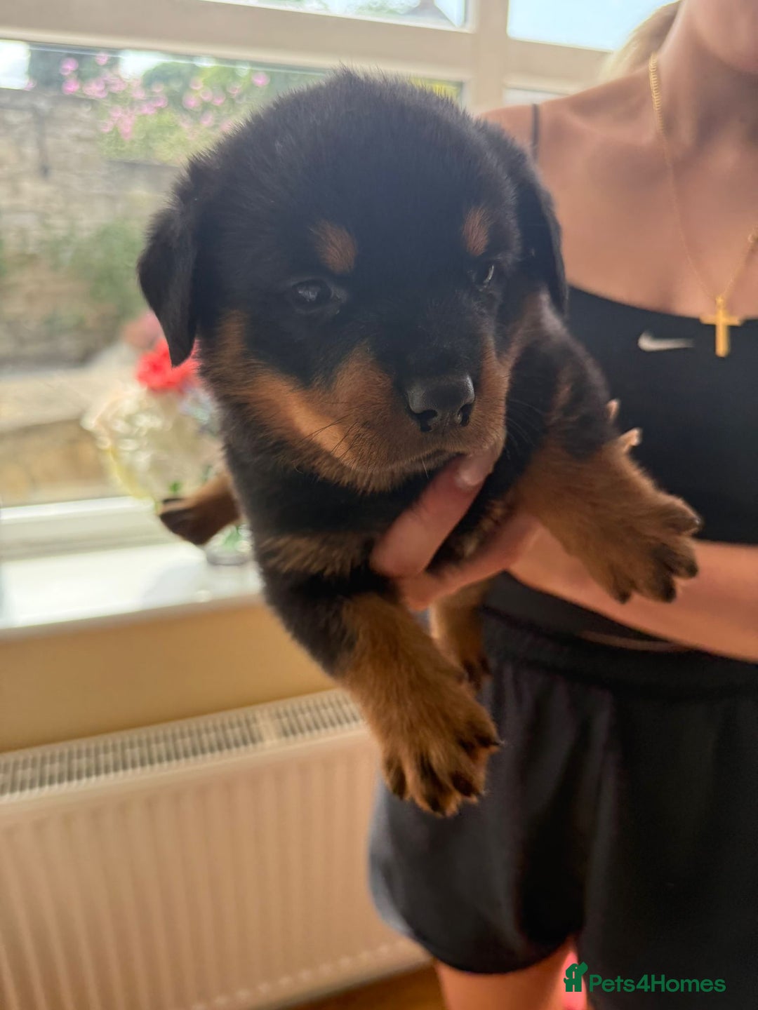 Rottweiler dogs for sale: Rottweiler puppies  - Image 5