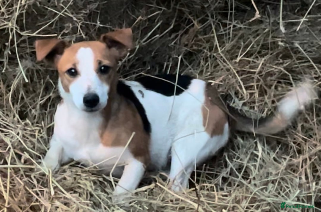 Jack Russell dogs for sale: Gorgeous Jack Russel Terriers! Smooth Coated!! - Advert 9