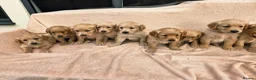 Golden Retriever dogs for sale: Extensively Health Tested Kc Reg Pups in Doncaster - Advert 28