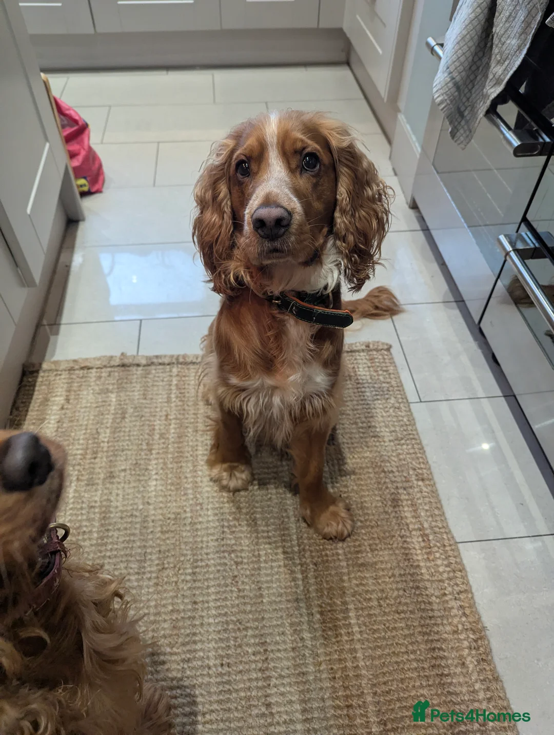 Cocker Spaniel dogs for sale: Male working cocker spaniel  - Advert 13
