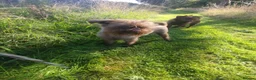 Griffon Bruxellois dogs for sale: Chocolate male - Advert 2