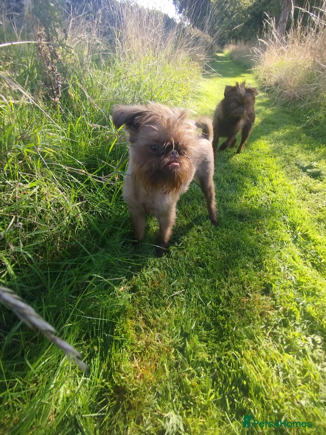 Griffon Bruxellois dogs for sale: Chocolate male - Advert 2