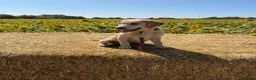 Labrador Retriever dogs for sale: 4 month old Labrador female - Advert 6