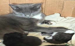 Mixed Breed cats for sale: Kittens ready to leave tomorrow ✨ - Image 6