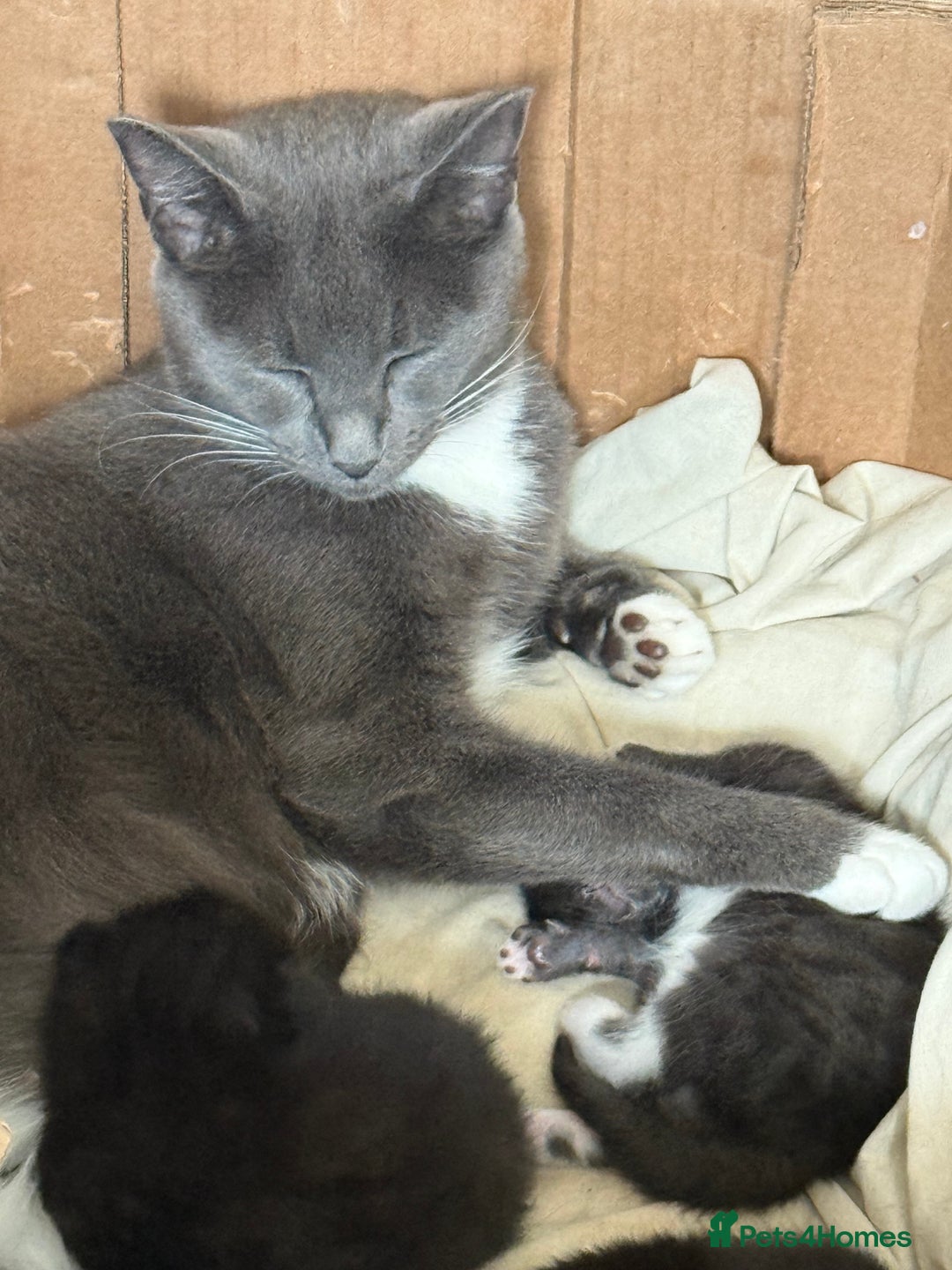 Mixed Breed cats for sale: Kittens ready to leave tomorrow ✨ - Image 6