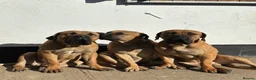 Boerboel dogs for sale: Boerboel puppies - Advert 12