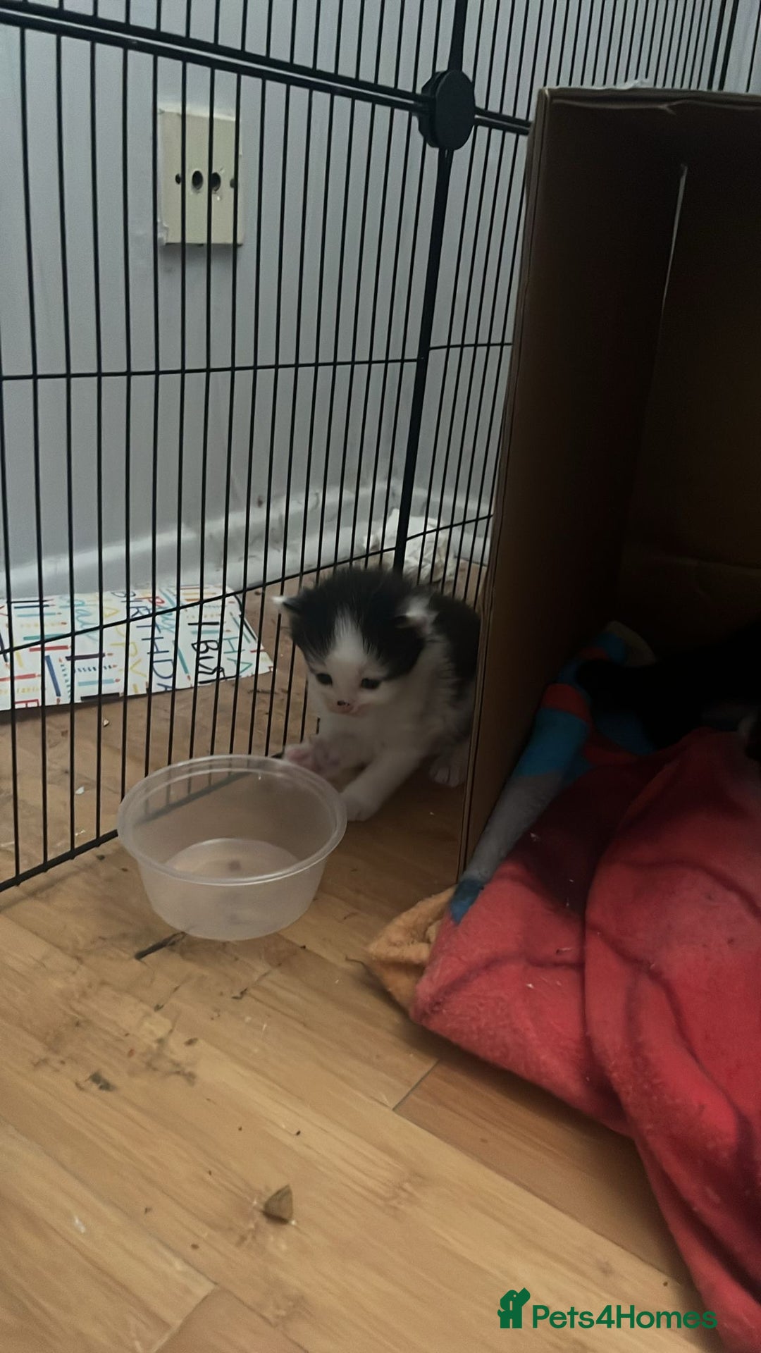 Domestic Shorthair cats for sale: 5 short/fluffy domestic kittens  - Image 5