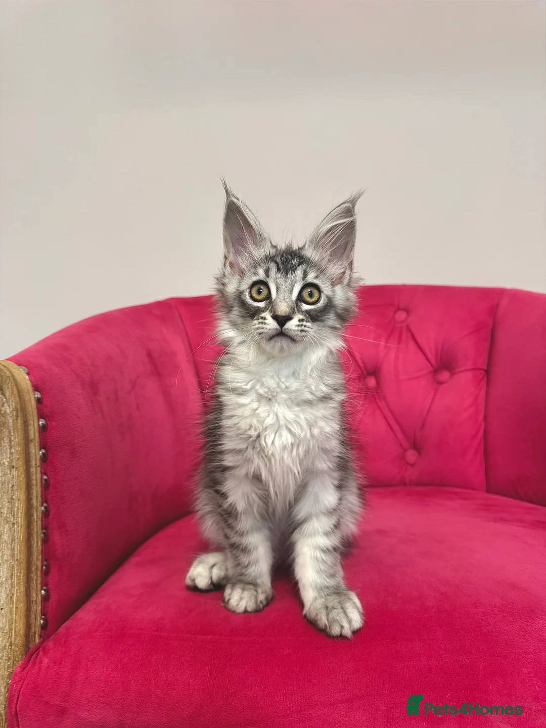 Maine Coon cats for sale: MaineCoon Kittens 🏆20+Gen🧬 Outstadning Pedigree - Advert 25
