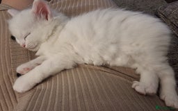 Domestic Shorthair cats for sale: Kittens for sale  - Image 4