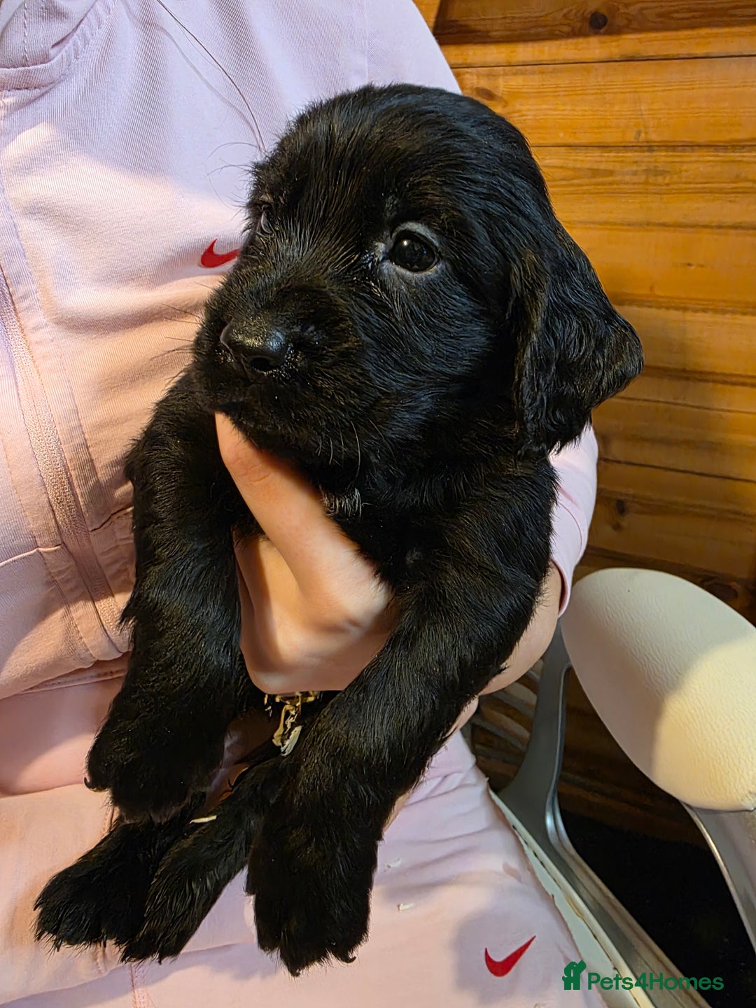 Cocker Spaniel dogs for sale: Beautiful Working KC Reg Cocker Spaniels Puppies - Advert 23