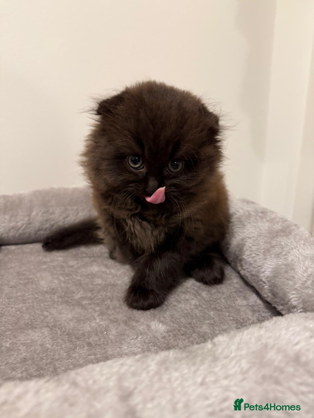 Scottish Fold cats for sale: Beautiful Scottish Fold/British Shorthair Kittens - Advert 26