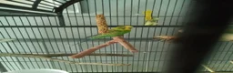 Budgerigars birds for sale: Billy in Wolverhampton - Advert 2