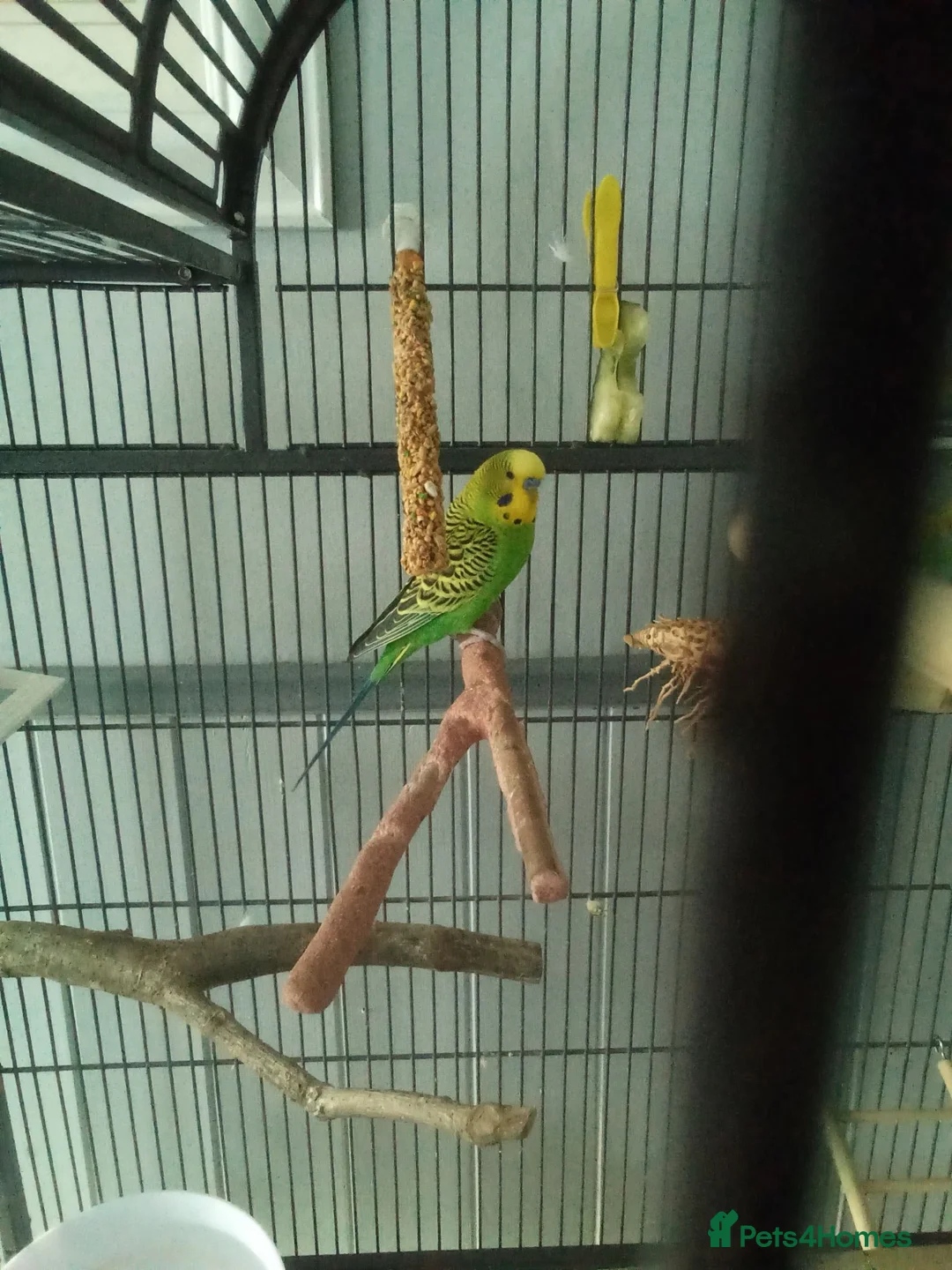 Budgerigars birds for sale: Billy in Wolverhampton - Advert 2