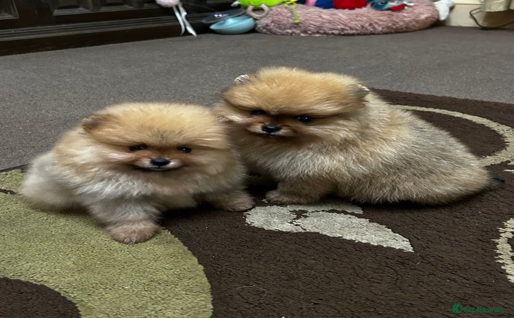Pomeranian dogs - Advert 2