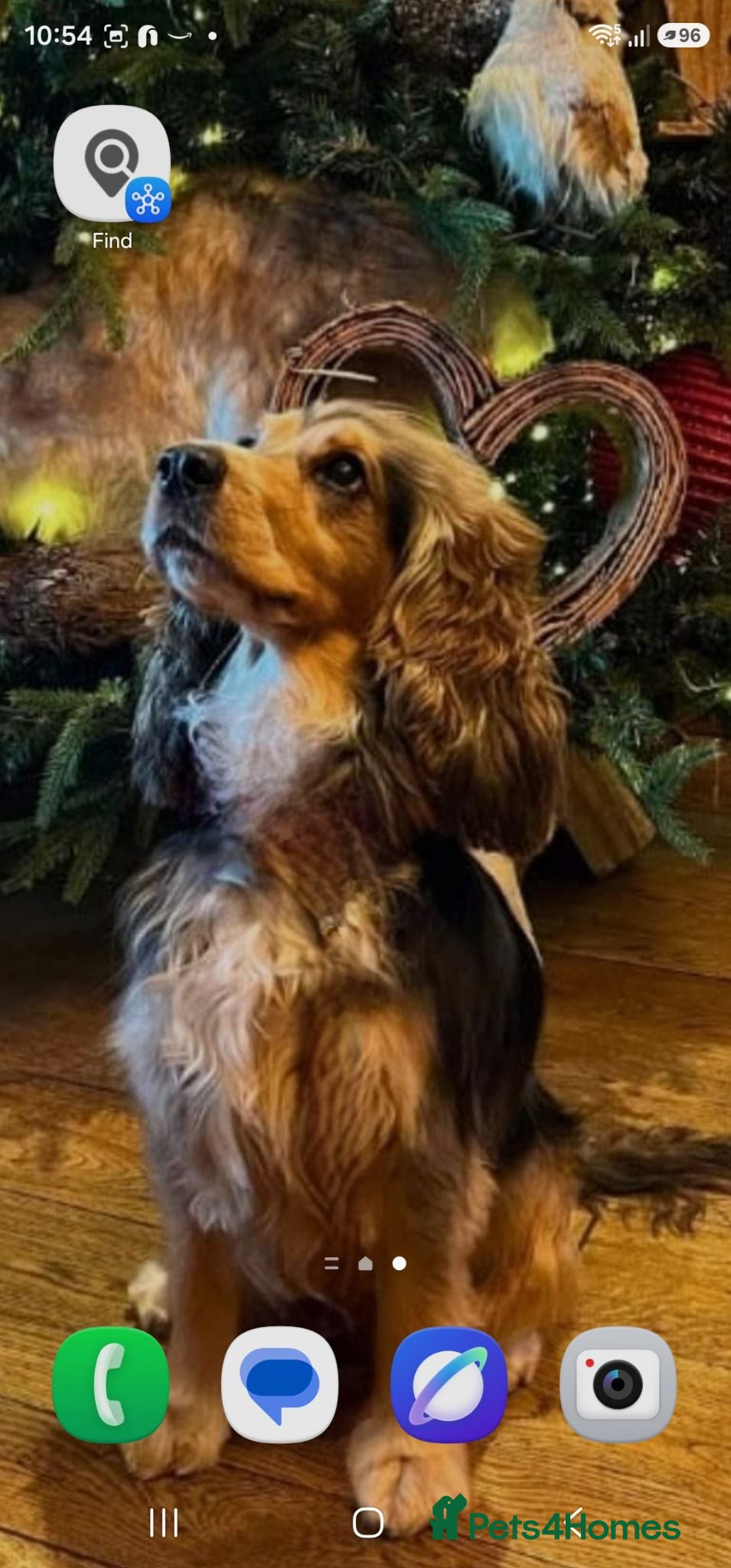 Cocker Spaniel dogs Beautiful Cocker Spaniels for sale - Advert 1