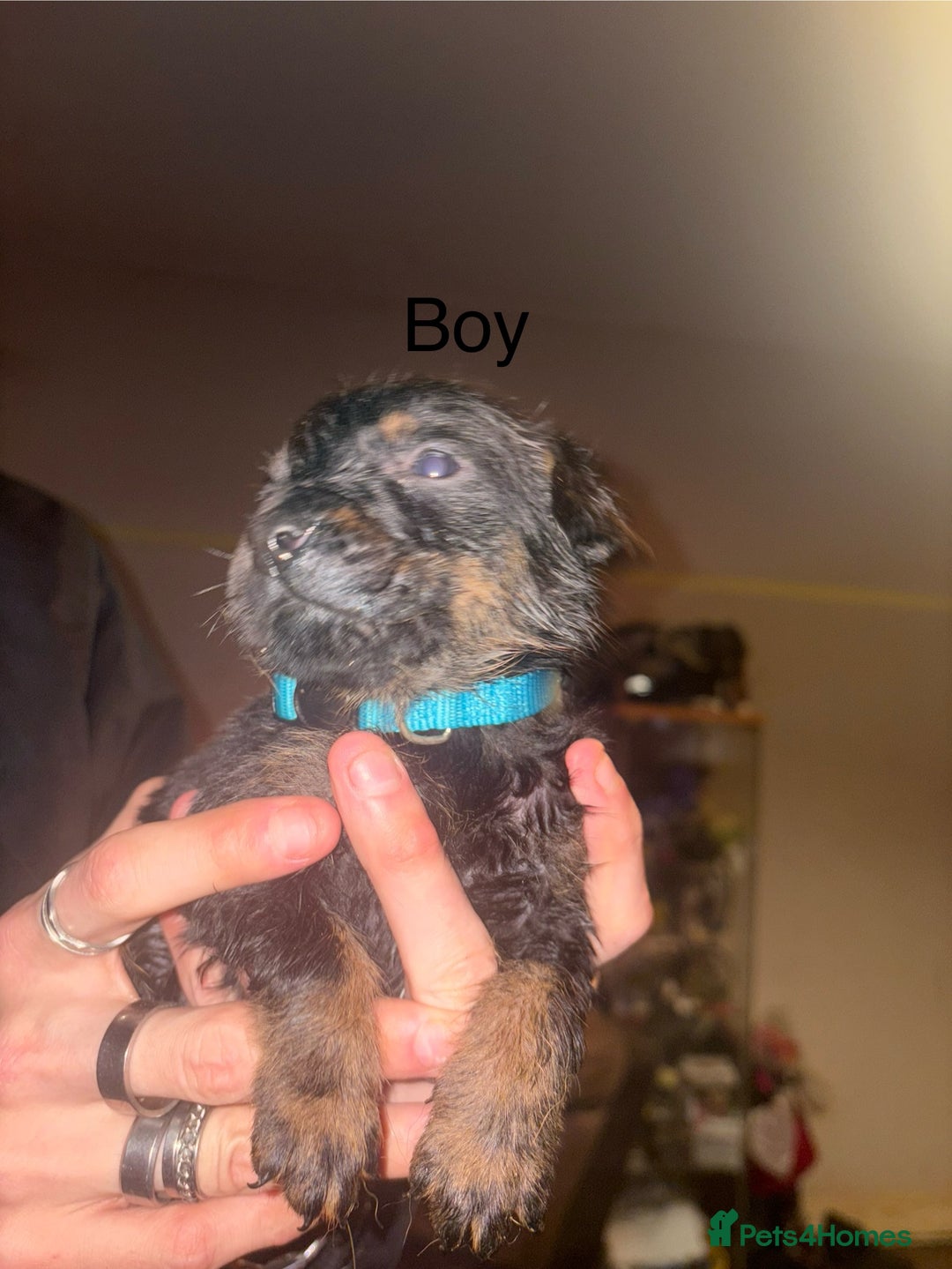 Mixed Breed dogs for sale: Rottweiler cross Staffie pups  - Advert 5