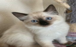 Ragdoll cats for sale: Ragdoll kittens  - Image 12