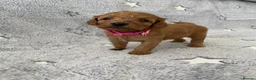 Toy Poodle dogs for sale: Beautiful Toy Poodle Puppies for Sale  in Liverpool - Advert 5