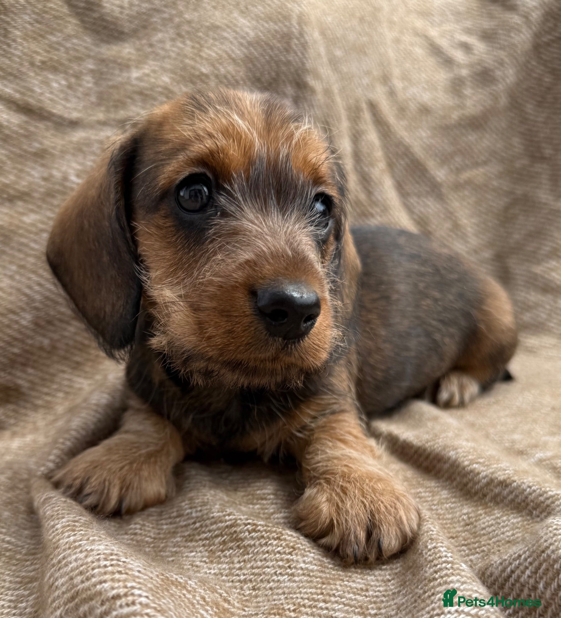 Miniature Dachshund dogs Miniature wire haired dachshunds 🐶 - Advert 7