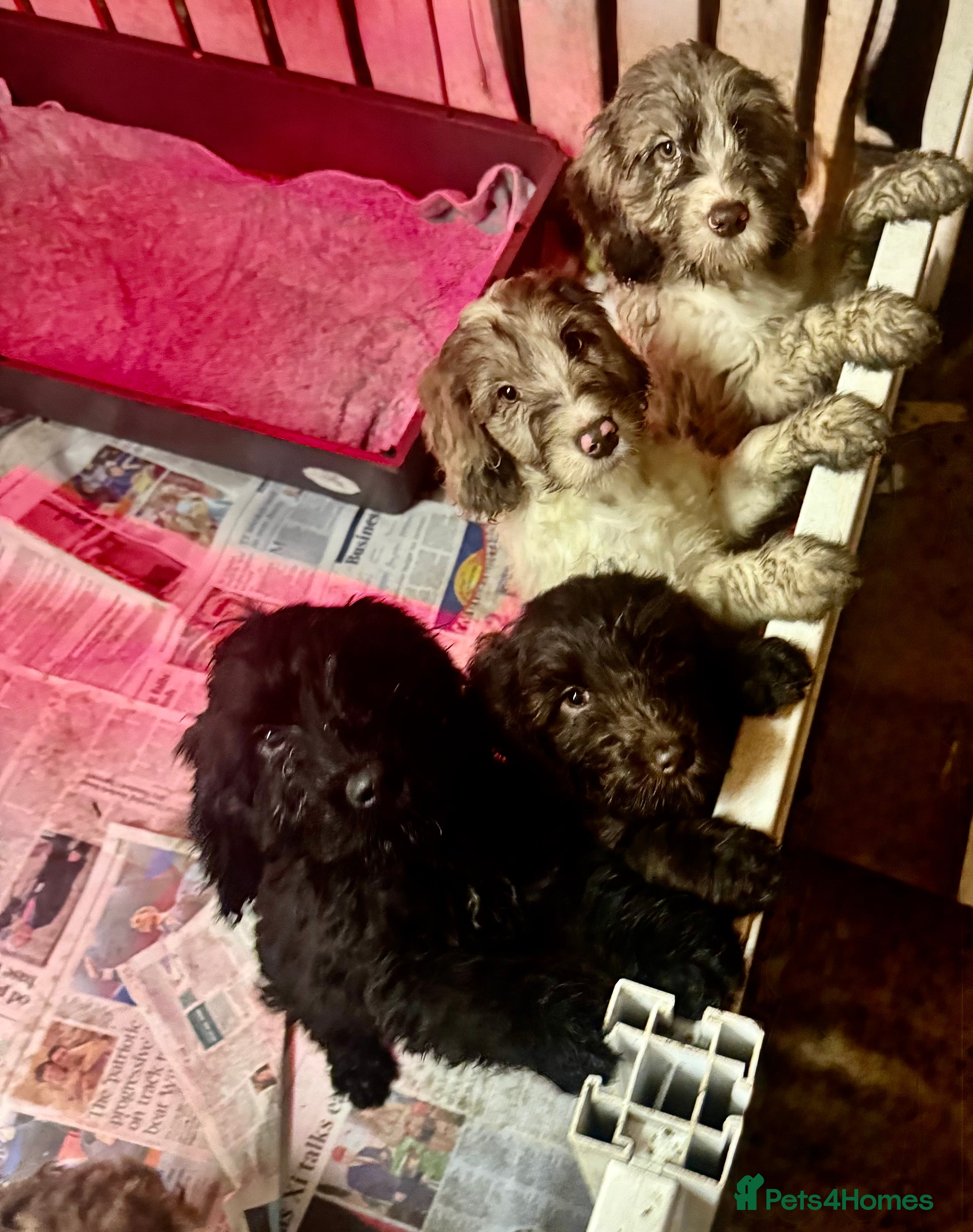 Cockapoo dogs READY NOW F1 Rare Parti, Solid/Merle Cockapoos - Advert 8