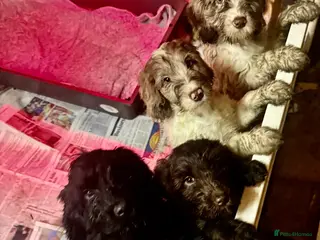 Cockapoo dogs READY NOW F1 Rare Parti, Solid/Merle Cockapoos - Advert 8
