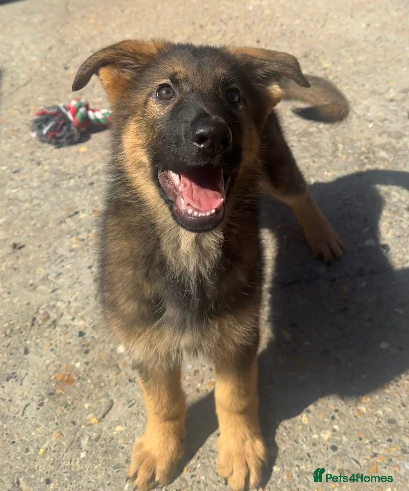 German Shepherd dogs ✨Extensively Health Tested KC Registered pups ✨ - Advert 2