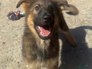 German Shepherd dogs ✨Extensively Health Tested KC Registered pups ✨ - Advert 1