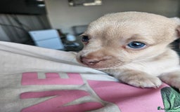 Mixed Breed dogs for sale: French chihuahuas for sale  - Image 5