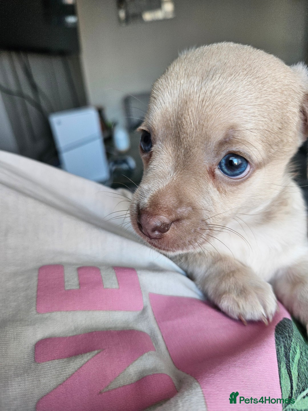 Mixed Breed dogs for sale: French chihuahuas for sale  - Image 5