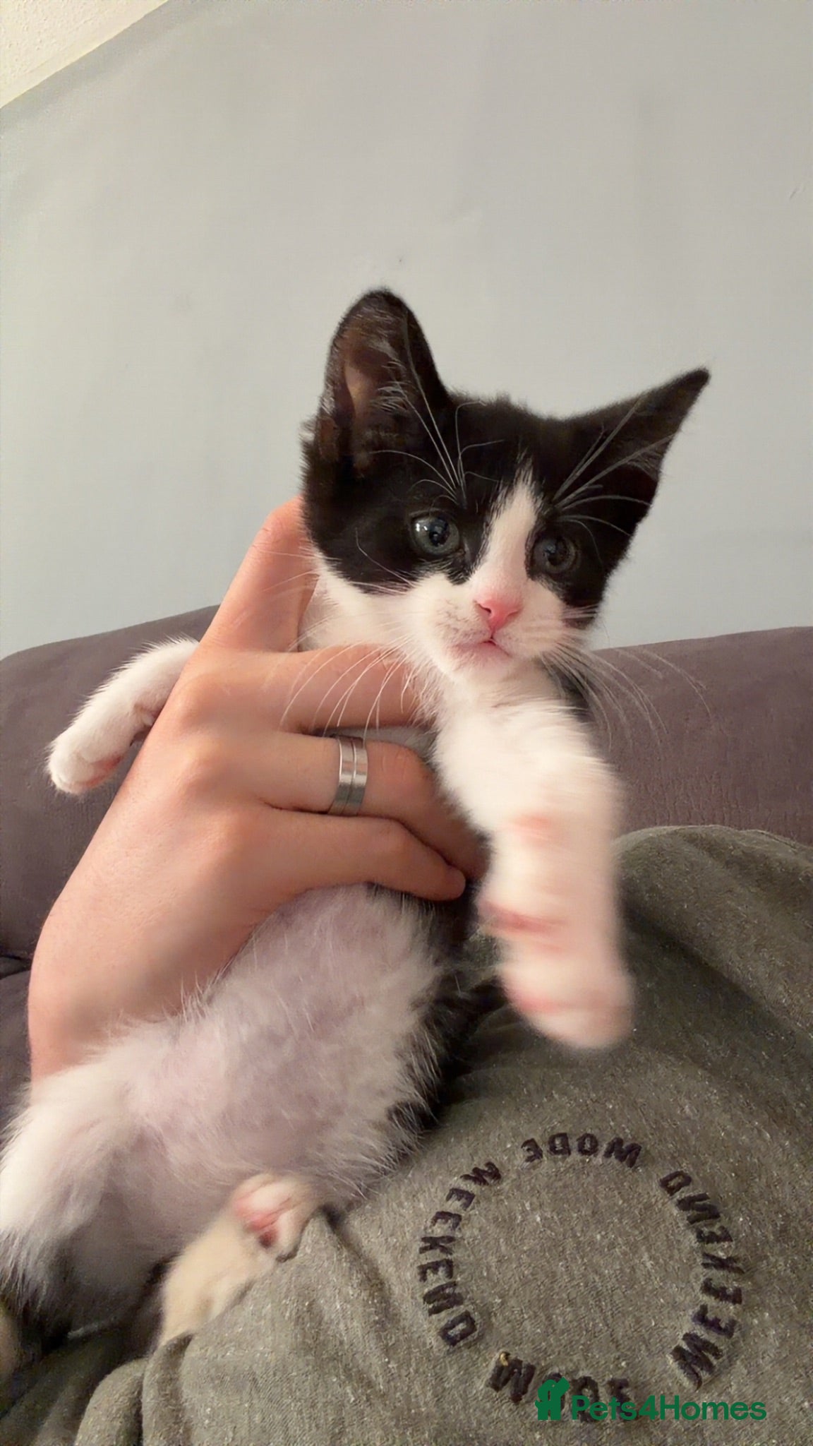 Mixed Breed cats 2 8 week old kittens and a 5 month old kittens  - Advert 2