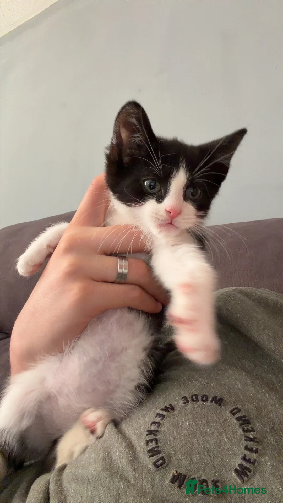 Mixed Breed cats for sale: 2 8 week old kittens and a 5 month old kittens  - Advert 1