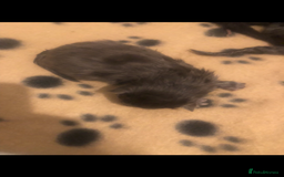 Maine Coon cats for sale: Black/Blue Smoke Maine Coon - Image 15