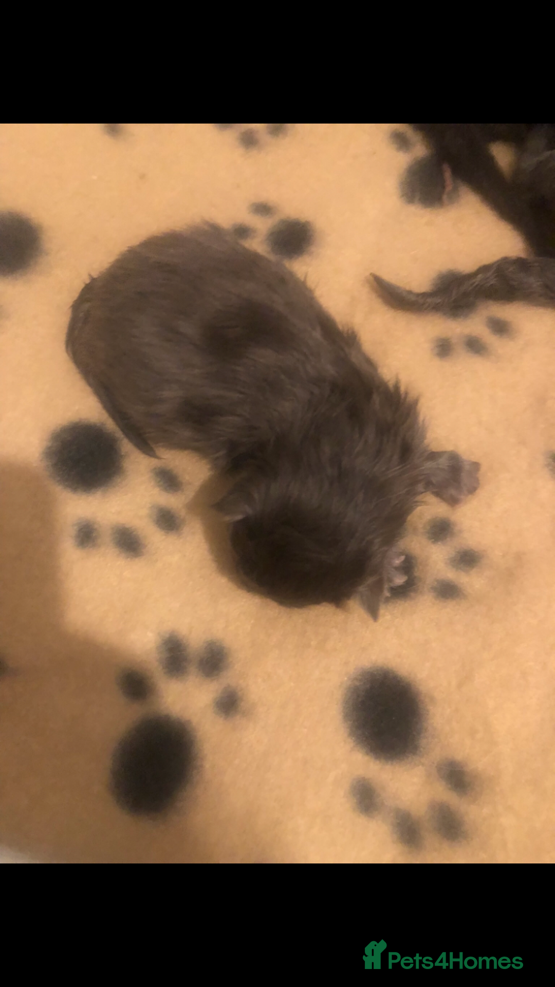 Maine Coon cats for sale: Black/Blue Smoke Maine Coon - Image 15