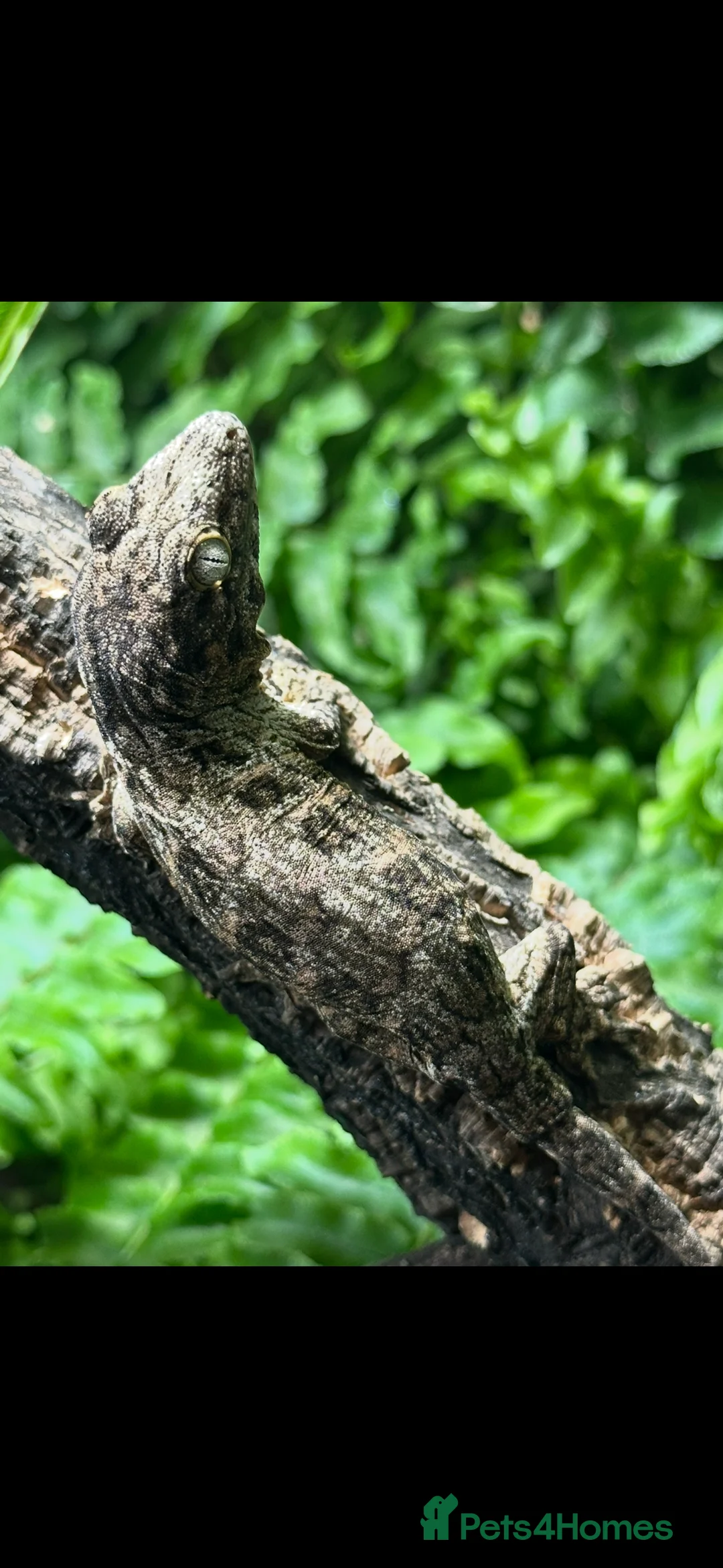 Gecko reptiles for sale: 2 Juvenile Leachianus Geckos - Advert 2