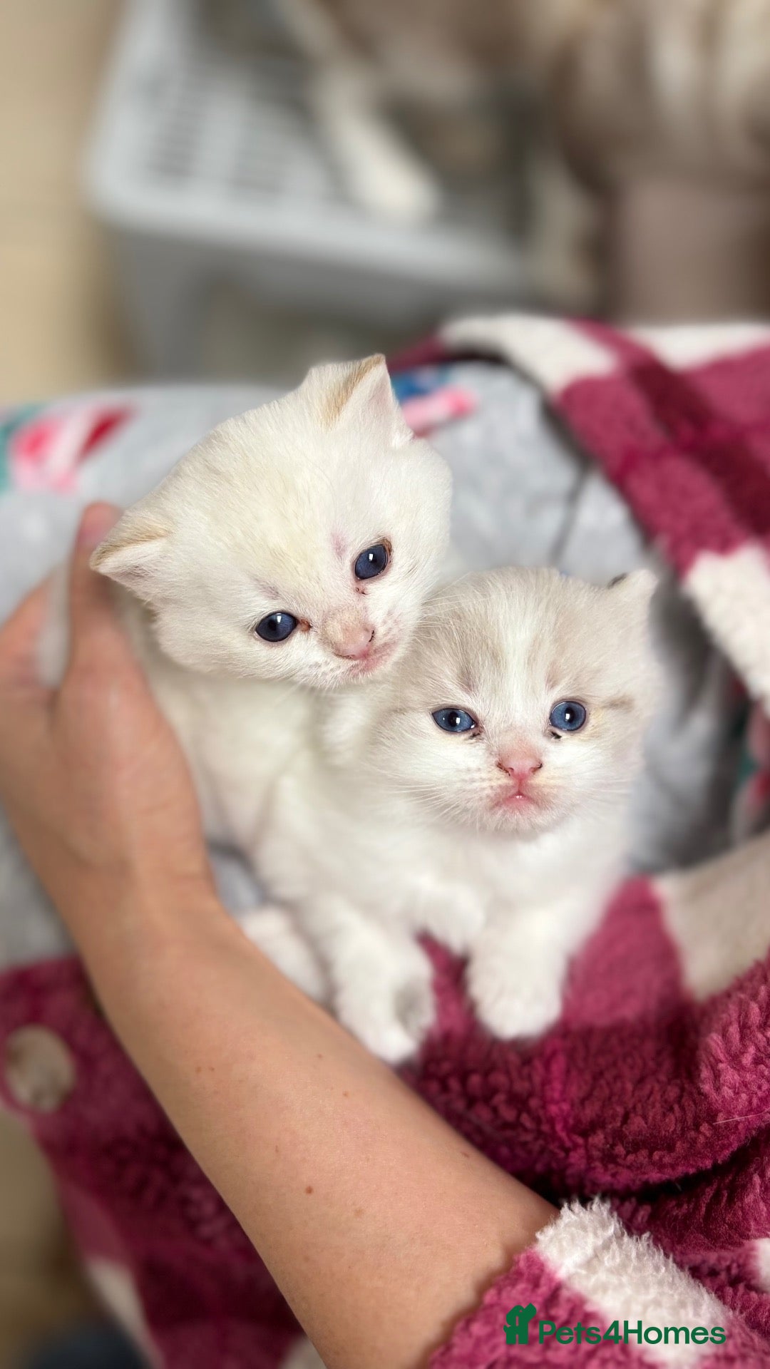 Mixed Breed cats 🐾 GORGEOUS BSH × LYNX POINT MIX - Advert 1