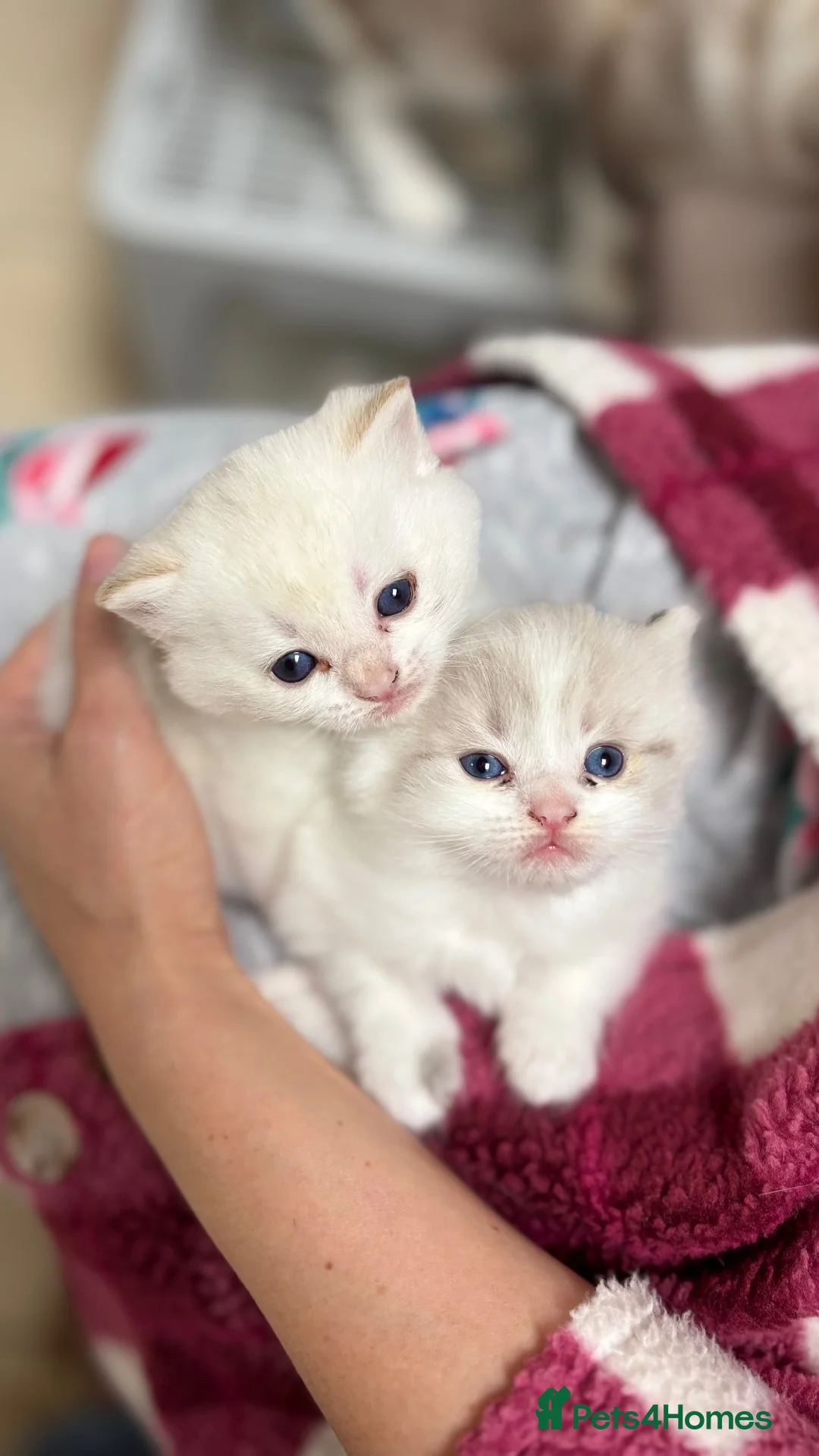 Mixed Breed cats for sale: 🐾 GORGEOUS BSH × LYNX POINT MIX - Advert 1
